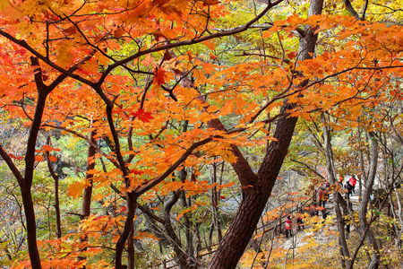 韩国 Juwangsan 国家公园的山秋景观与五彩森林