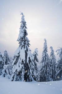冬天风景与冷杉森林在山。安静的夜晚, 雾和雪。阳光照耀着云彩
