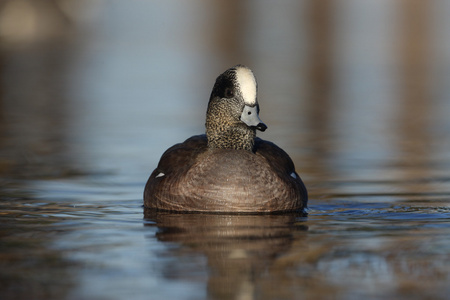 美国 wigeon，艾乃斯亚美利加