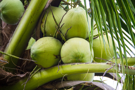 绿树上的椰子