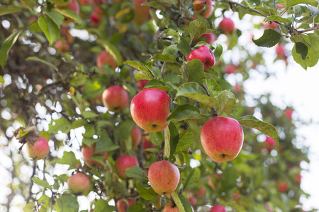 红酸枝树树的枝与成熟的红苹果照片
