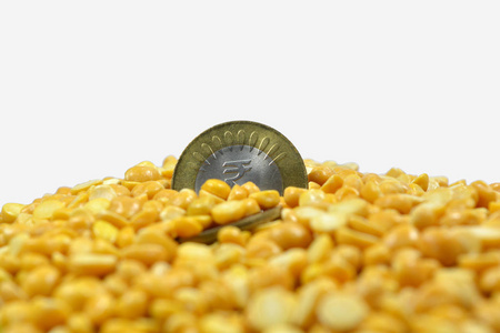 满 Arhar 或 masoor 木豆或 Toor 木豆鸽子豌豆在 isolted 白色背景与5卢比硬币印度货币