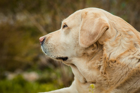 一个美丽的沉睡的金色拉布拉多猎犬在绿草户外夏季