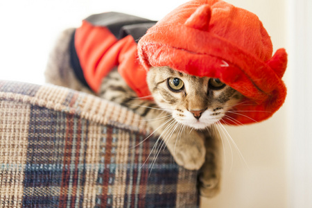 猫的坏图片