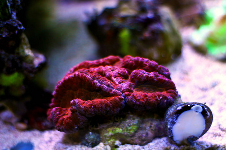 Lobophyllia 礁水族箱中的开放脑 Lps 珊瑚