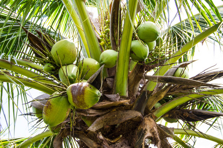 绿树上的椰子