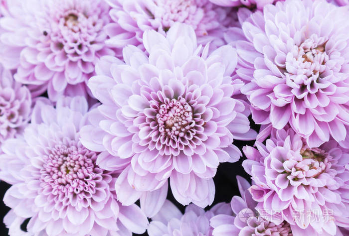 紫色菊花图片大全图片