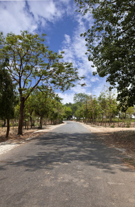 沿同一条道路的树木