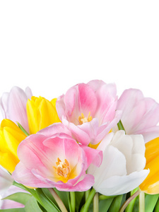 美丽的春天的郁金香花