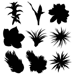 黑色剪影仙人掌设置。手工绘制的植物。异国情调的花卉