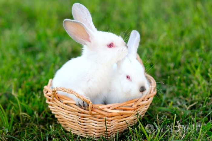 两个青年的兔子在篮子里的肖像