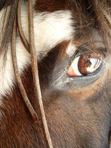 眼睛的马