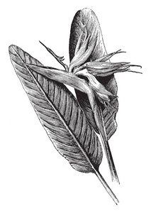 这幅画显示了一鹤望兰花。花叶光滑而长。这是 Strelitziaceae 家族的形式, 复古线条画或雕刻插图