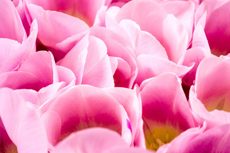 春天的花朵横幅一束粉红色的郁金香 flowersbright 花卉背景
