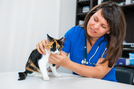 年轻女子兽医检查猫