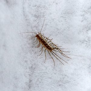 对命运skutiger 的昆虫有很多腿在雪地上.对昆虫的恐惧困扰着许多人.