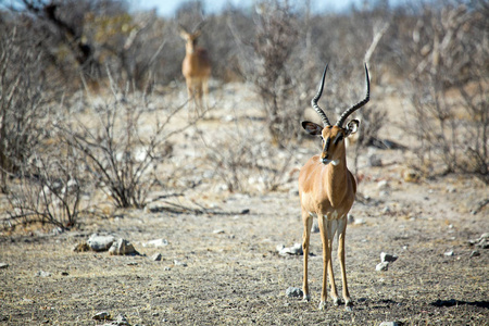 达马拉荻荻, 野生动物在 Etosha 国家公园, 纳米比亚非洲