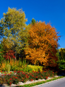 黄色和红色枫叶树在秋天，10 月
