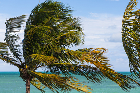 风吹棕榈树图片