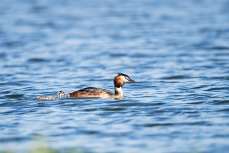 大冠鷉与它的孩子在水上, podiceps cristatus