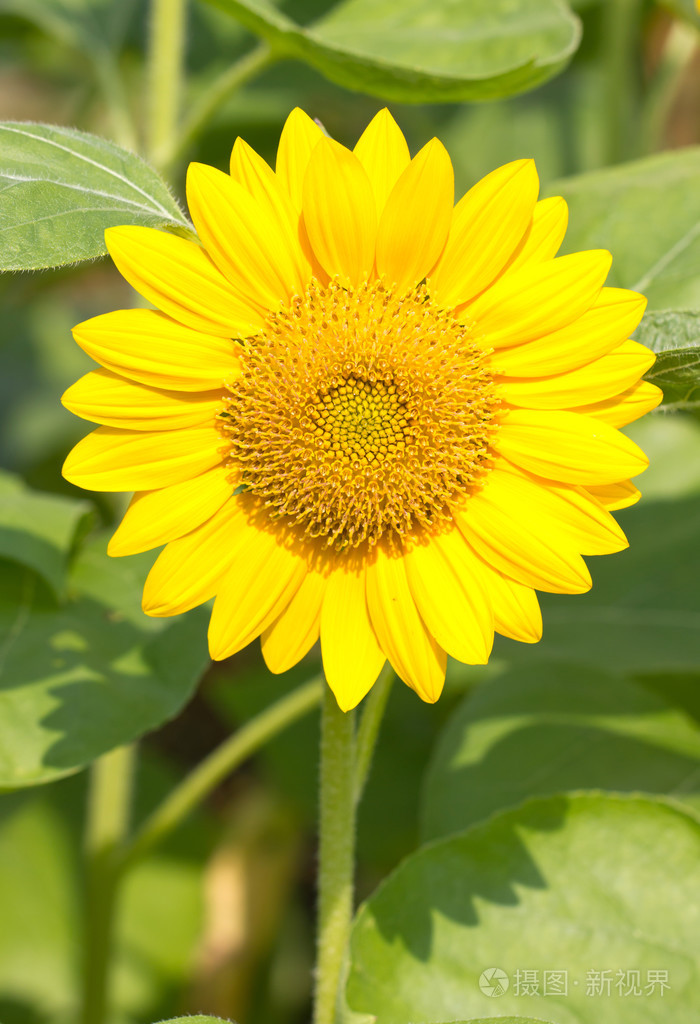 美丽的黄色向日葵
