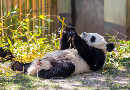 熊猫熊乐趣