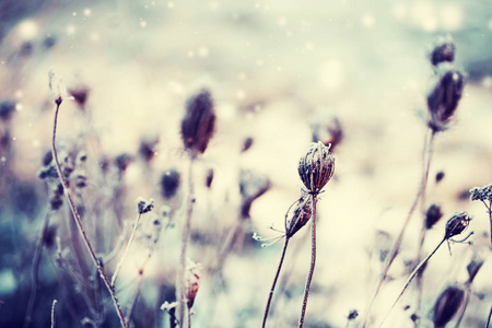 冰冻干花雪特写镜头视图