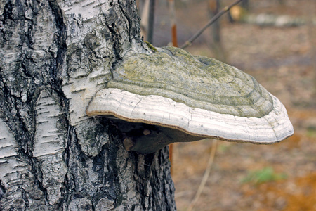 松树茸功效作用与主治_松树茸功效作用与禁忌_松树茸的作用和功效