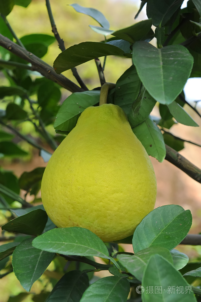 柚果实成熟在花园里