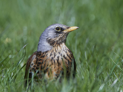 外勤Turdus Pilaris