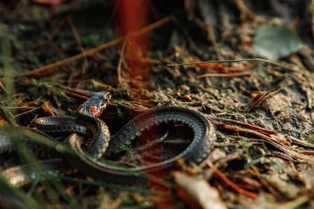 草蛇 Natrix Natrix, 有时叫水蛇, 藏在草丛中。不是有毒的蛇, 动物群