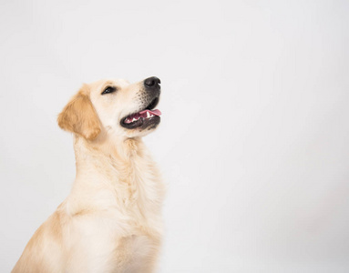 狗黄金猎犬在相机看过来白图片