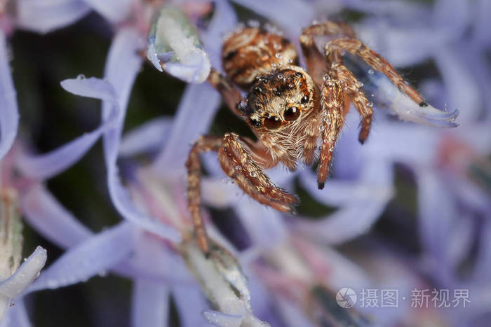 蓝色海面上跳跃的蜘蛛冬青花照片 正版商用图片06n33v 摄图新视界