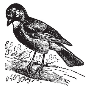 周杰伦是属于乌鸦家族的鸟类的流行名称, 复古线条画或雕刻插图