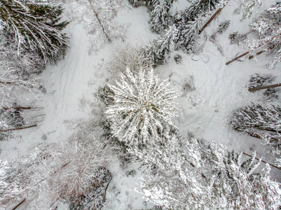 雪覆盖的常青树是美丽的。