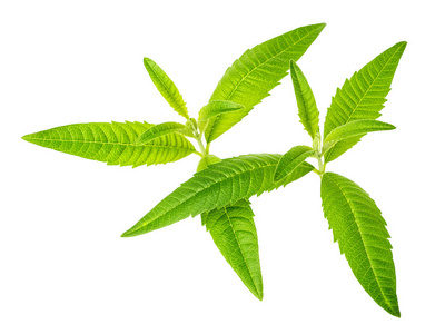 德庆柠檬桉叶图片