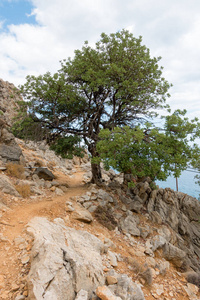 树在山反对海, 克里特岛, 希腊