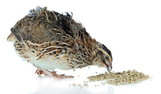 雏鸟青年图片-雏鸟青年素材-雏鸟青年插画-摄图新视界