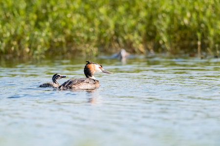 大冠鷉与它的孩子在湖, podiceps cristatus