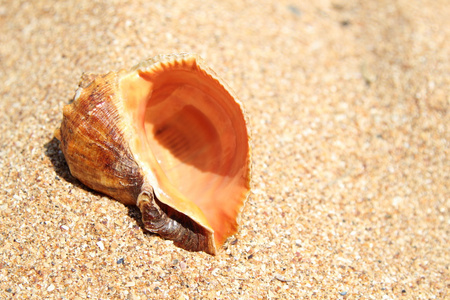 大海，沙滩贝壳