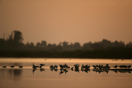 avocet recurvirostra avosetta