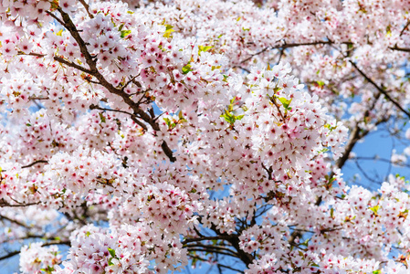 粉红色的杏仁樱桃花特写。春天的时间鲜花背景