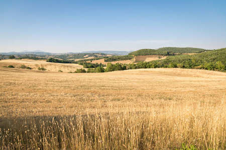 在意大利的托斯卡纳群山之中的麦田