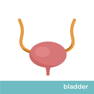 膀胱, 输尿管和尿道字形图标。泌尿系统。矢量隔离插图