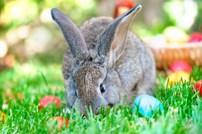 在复活节蛋的草地上玩耍的小灰兔子