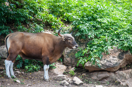 泰国的公牛雄牛,泰国的肖像照片