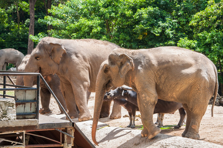 在动物园里的大象图片