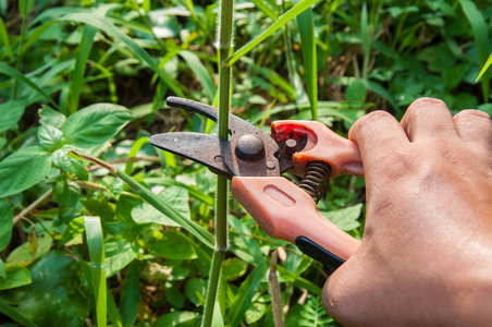 草木修剪图片