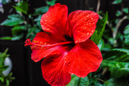 美丽的红芙蓉花。照片适合花卉和植物的故事