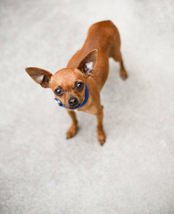 棕色吉娃娃图片